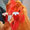 ChickenMonarch's icon