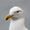 Seagull65's icon