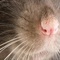 ratwhiskers