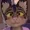 belbyarts's icon