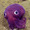 purplesquid6996's icon