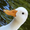 askewduck's icon