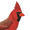 Redbird4508's icon