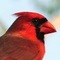 Scarletbird