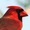 Scarletbird's icon