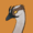 GooseGuts's icon