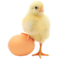 ChickDuck