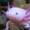 Axolotl192's icon