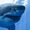 SharkRights's icon
