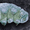 tardigrade-studio's icon