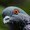 DR0DUCKY's icon