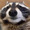 A-Raccoon's icon