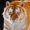 TigerFan469's icon