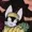 nicenugget's icon