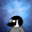 PenguinTDM's icon