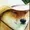 Quirkydoge's icon
