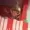 ifardroblox's icon