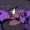 HyperAround's icon