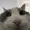 TheCatSandwich's icon