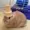 cultminion123's icon