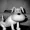 Wilierbinky's icon