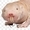 CoolestNakedMoleRat's icon