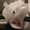 DerpierShark's icon