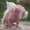 Wafuy's icon