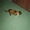 emptyshans's icon