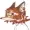 ascer's icon