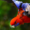 BirdLeafunderscore's icon