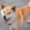 superdoge64's icon