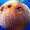 ipuffyfish101's icon