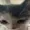 poisonanimatesnstuff's icon