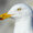 ScarySeagull's icon