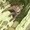 ChicPigeon's icon
