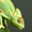 ChameleonTwist's icon