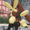 Visi-IX's icon
