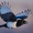 NotMagpie's icon