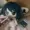 Sulateman's icon