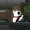 siskymusic's icon
