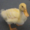 oofytheduck's icon