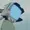 SebasGamer81's icon