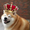 KingDoggooo's icon