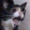 deadcatto's icon