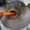 RandomPufferfish's icon