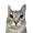 Zaxiel's icon