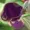 Brujoferoz054's icon