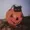 StupidPumpkin's icon