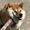solvoo's icon